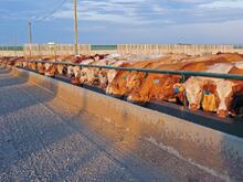 New feedlot photos