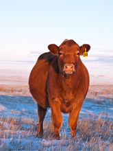 Cattle on winter pasture