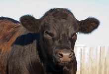 New cattle head shots added