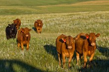 Beefbooster Cattle