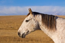 Horse Portraits