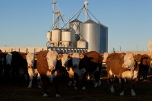 New feedlot photos added