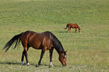 Horses on the Rocky Mountain Front