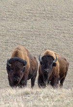 New bison photos added to Wildlife Gallery