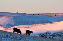 Cattle on winter rangelands