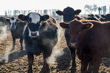 New feedlot gallery created