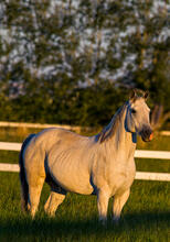 Horses at sunrise