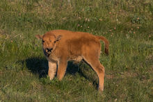 New bison photos uploaded