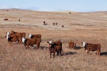 Cattle on fall and winter pastures