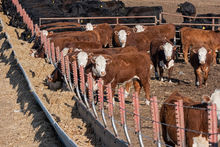 New feedlot photos added