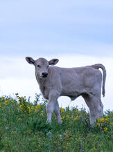 Large selection of calf photos uploaded