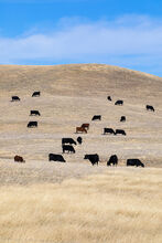 Fall grazing