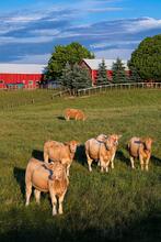 New photo Gallery:  Cattle - Ontario Beef