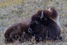 New bison photos uploaded