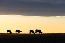 New ARTISTIC cattle photos have been uploaded