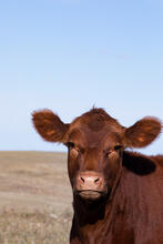 New cattle portrait photos uploaded