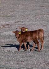 Spring cattle photography