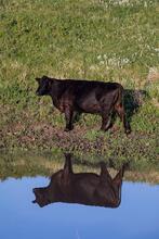 NEW photo gallery - Cattle - Water