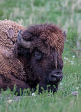 New BISON photo gallery