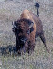 New galleries: BISON - Theodore Roosevelt NP; BISON - Custer SP, Black Hills