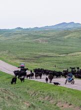 New Cattle Drive photos