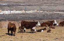 Calving season has begun