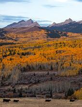 Brilliant fall colors in the northern Rockies.
