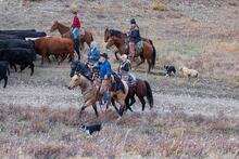 Fall cattle roundup