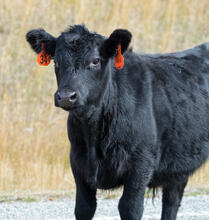 New cattle portrait photos uploaded