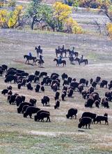 Custer State Park, 2025 bison roundup