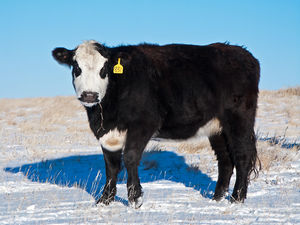Cattle - winter