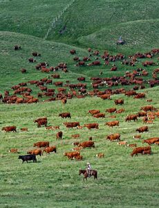 Cowboys / Ranching / Rodeo / Western