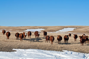 Cattle - herd