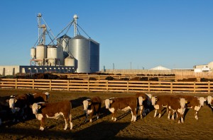 Cattle - feedlot
