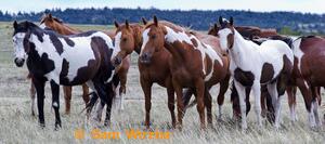 Horses 2