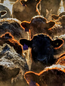 Cattle - special light / artistic