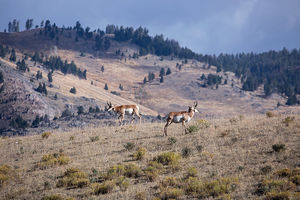 antelope buck, pronghorn, prairies, Antilocapra americana
