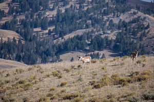 antelope buck, pronghorn, prairies, Antilocapra americana