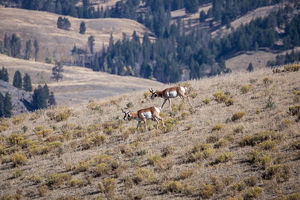 antelope buck, pronghorn, prairies, Antilocapra americana