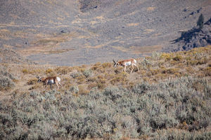 antelope buck, pronghorn, prairies, Antilocapra americana