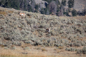 antelope buck, pronghorn, prairies, Antilocapra americana
