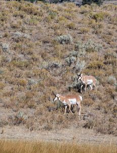 antelope buck, pronghorn, prairies, Antilocapra americana