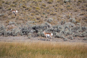 antelope buck, pronghorn, prairies, Antilocapra americana