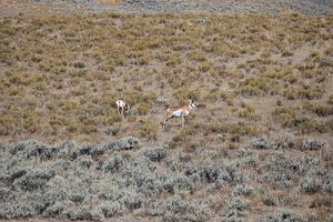 antelope buck, pronghorn, prairies, Antilocapra americana