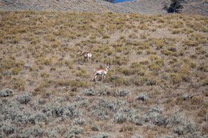 antelope buck, pronghorn, prairies, Antilocapra americana