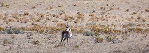 antelope buck, pronghorn, prairies, Antilocapra americana