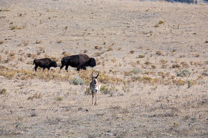 antelope buck, pronghorn, prairies, Antilocapra americana