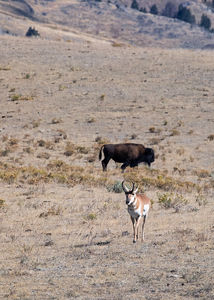 antelope buck, pronghorn, prairies, Antilocapra americana