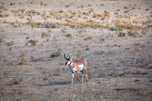 antelope buck, pronghorn, prairies, Antilocapra americana