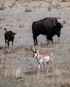 antelope buck, pronghorn, prairies, Antilocapra americana